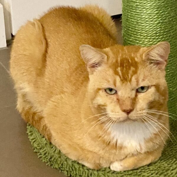 Bertie