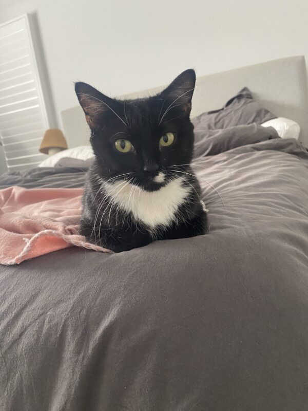 Spot - Gentle Mumma - Image 2