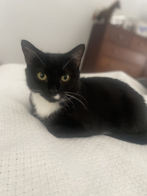 Spot - Gentle Mumma - Image 4