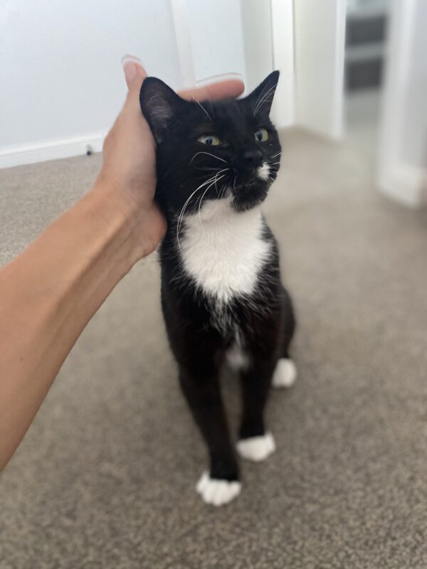 Spot - Gentle Mumma - Image 3
