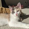 Coco and Luna - Image 2