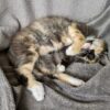 Coco and Luna - Image 4