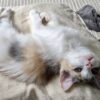 Coco and Luna - Image 5