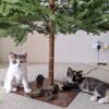 Coco and Luna - Image 7