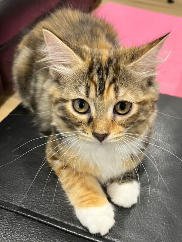 Peanut