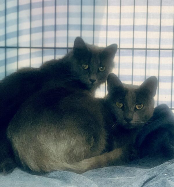 Violet and Ollie - Image 6