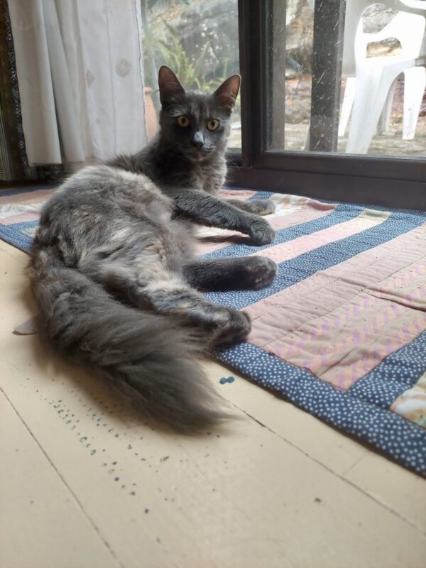 Mia - Image 7