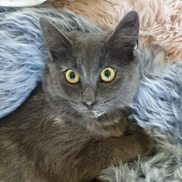Mia