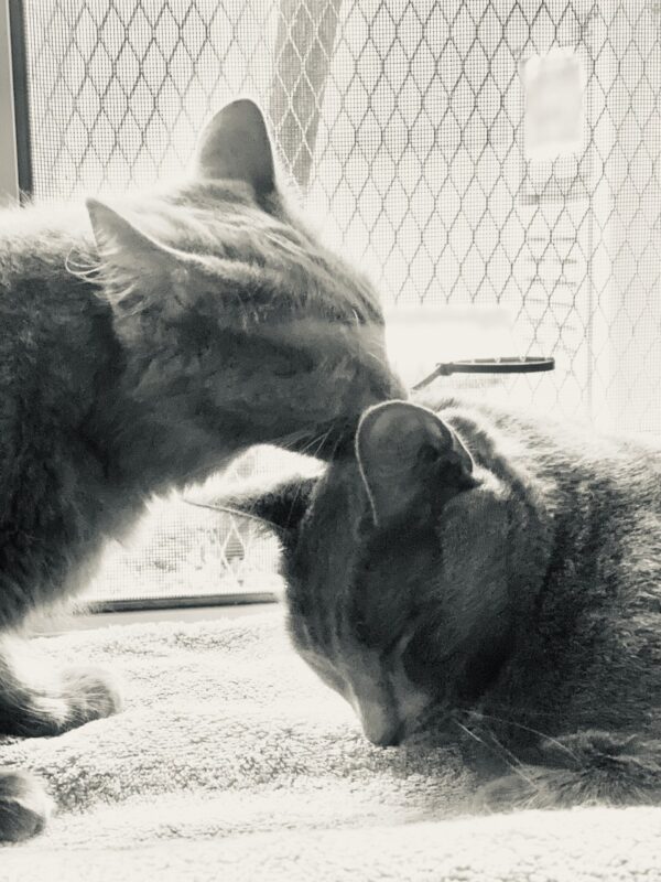 Violet and Ollie - Image 4