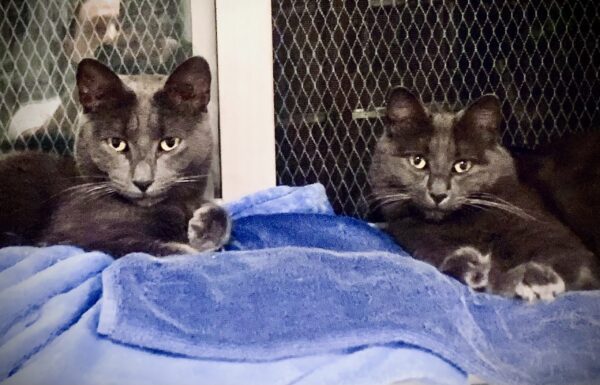 Violet and Ollie - Image 7