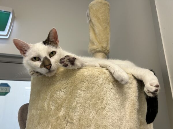 Opie - Image 4