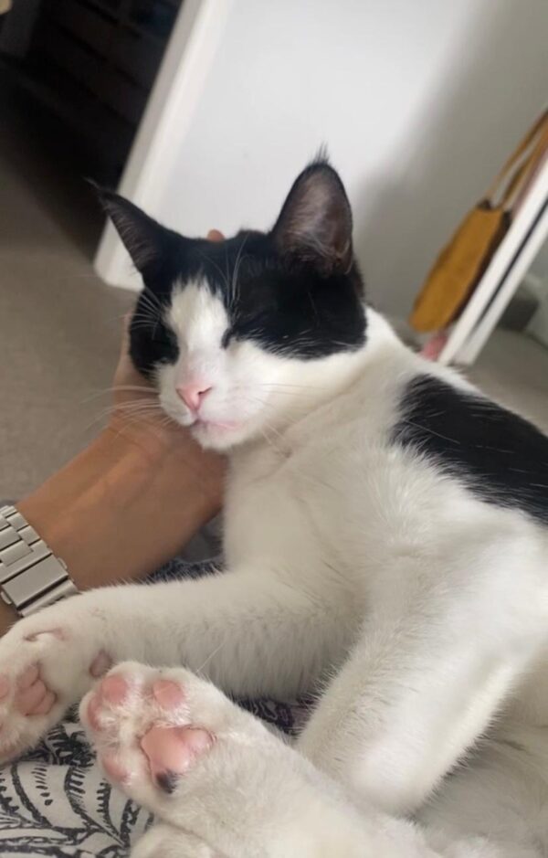 Winnie - Affectionate companion - Image 2