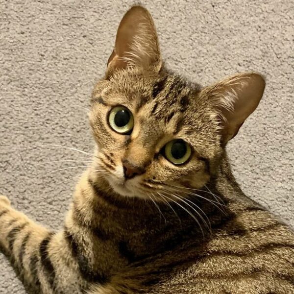 Sydney - Cuddly and Playful