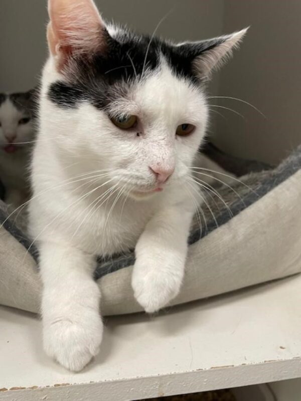 Charlie and Champ - beautiful gentle natured cats - Image 8