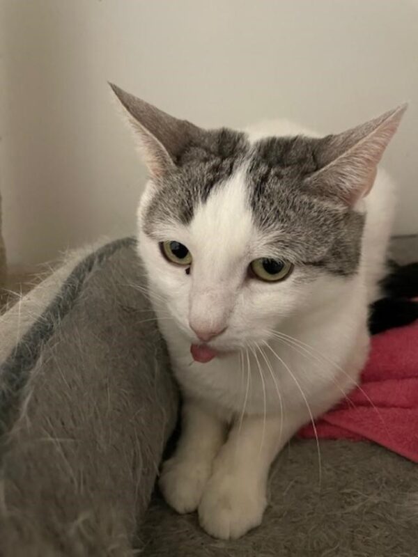 Charlie and Champ - beautiful gentle natured cats - Image 9
