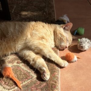 Aslan - Big Heart, Little Quirks, Endless Love