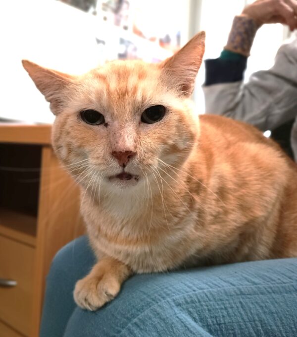 Aslan - pick me! - Image 7