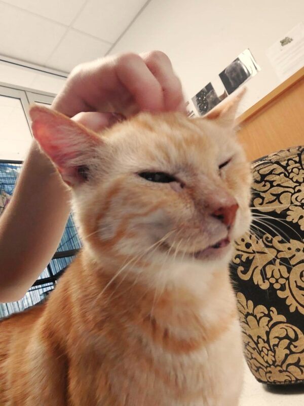 Aslan - pick me! - Image 9