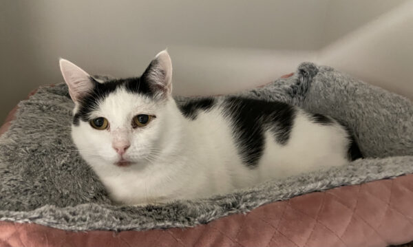 Charlie and Champ - beautiful gentle natured cats - Image 2