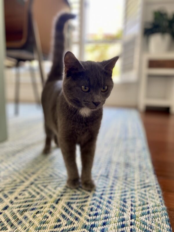 Bear - Sweet and Cuddly