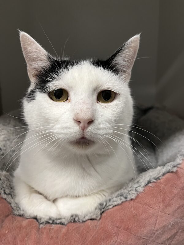 Charlie and Champ - beautiful gentle natured cats - Image 7