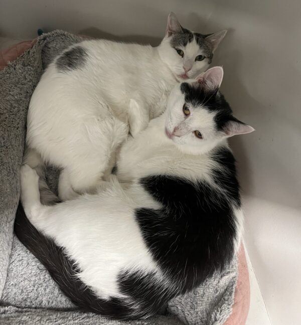 Charlie and Champ - beautiful gentle natured cats - Image 6