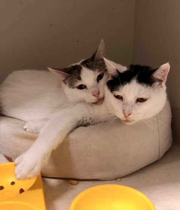Charlie and Champ - beautiful gentle natured cats