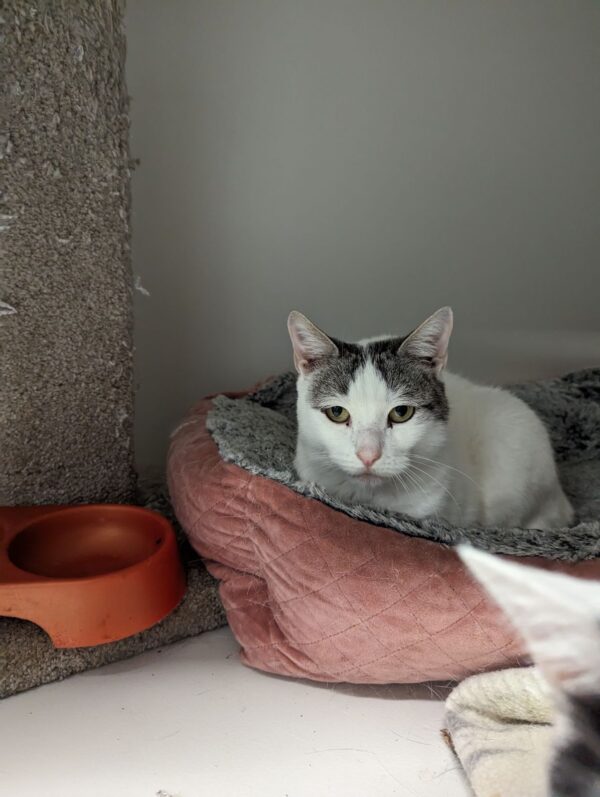 Charlie and Champ - beautiful gentle natured cats - Image 5