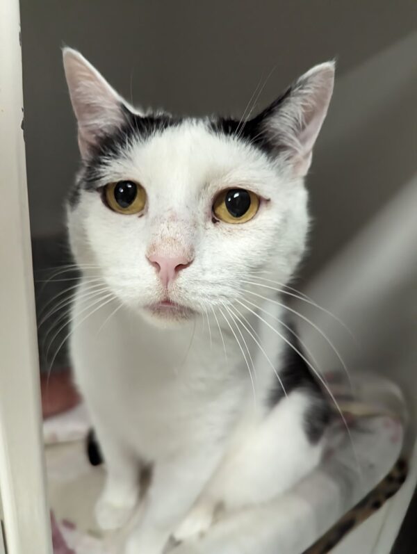 Charlie and Champ - beautiful gentle natured cats - Image 4