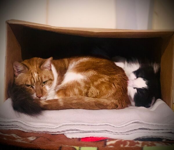 Pepper and Mila - An Unlikely Pair - Image 4