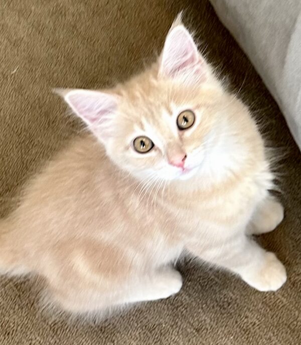 Hunter - Super Playful Fluffball - Image 2