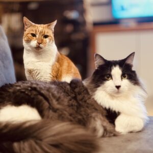 Pepper and Mila - An Unlikely Pair