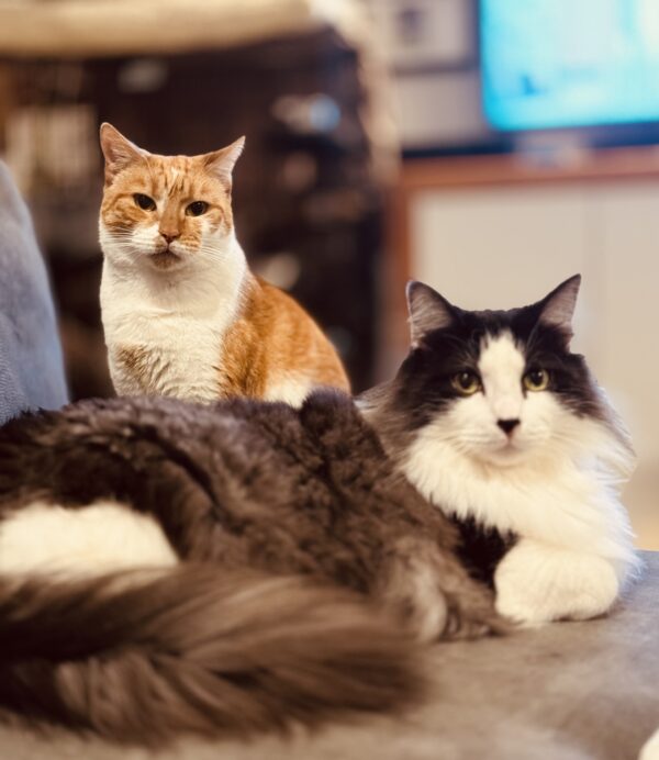 Pepper and Mila - An Unlikely Pair