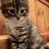 Scout - Gentle Little Soul - Image 2