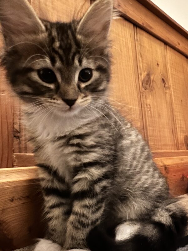 Scout - Gentle Little Soul - Image 2
