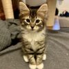 Scout - Gentle Little Soul
