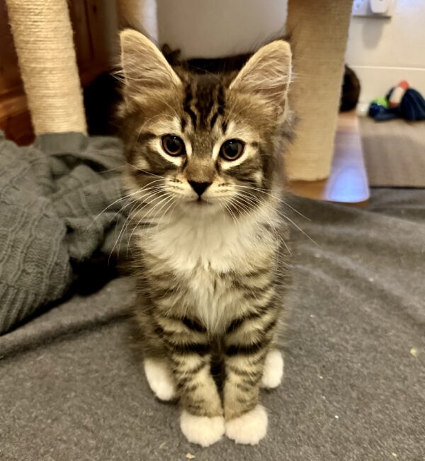 Scout - Gentle Little Soul