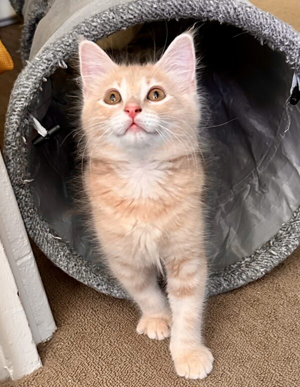 Hunter - Super Playful Fluffball