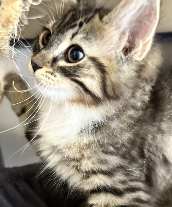 Scout - Gentle Little Soul - Image 3