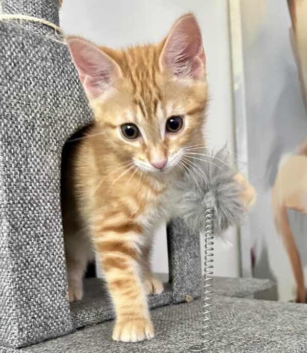 Ranger - Little Explorer
