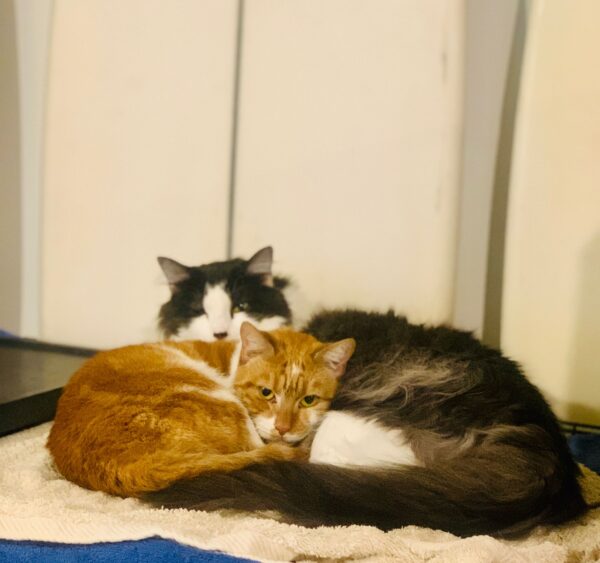 Pepper and Mila - An Unlikely Pair - Image 2