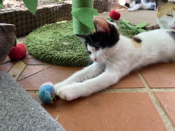 Callista - Playful and Cheeky - Image 2