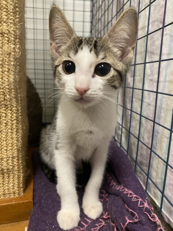 Peanut - lots of kitten fun! - Image 4