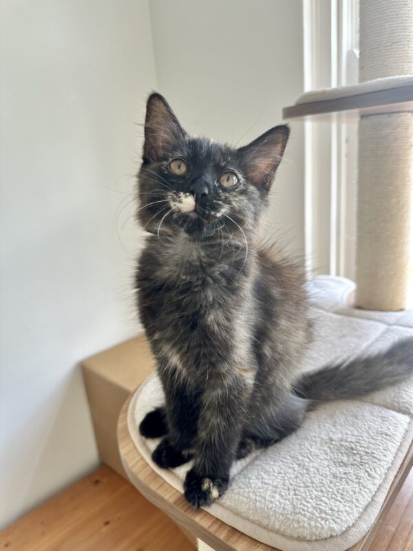 Maple - Cuddly Little Purr-Machine