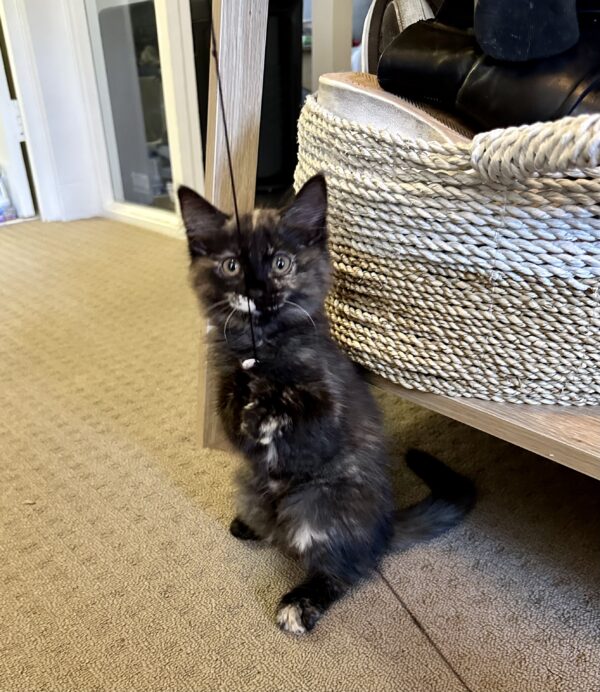 Maple - Cuddly Little Purr-Machine - Image 2