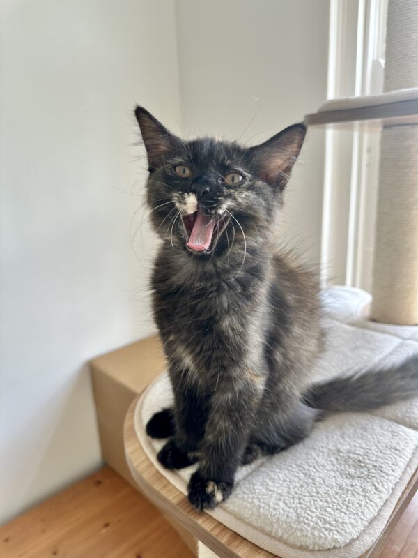 Maple - Cuddly Little Purr-Machine - Image 3