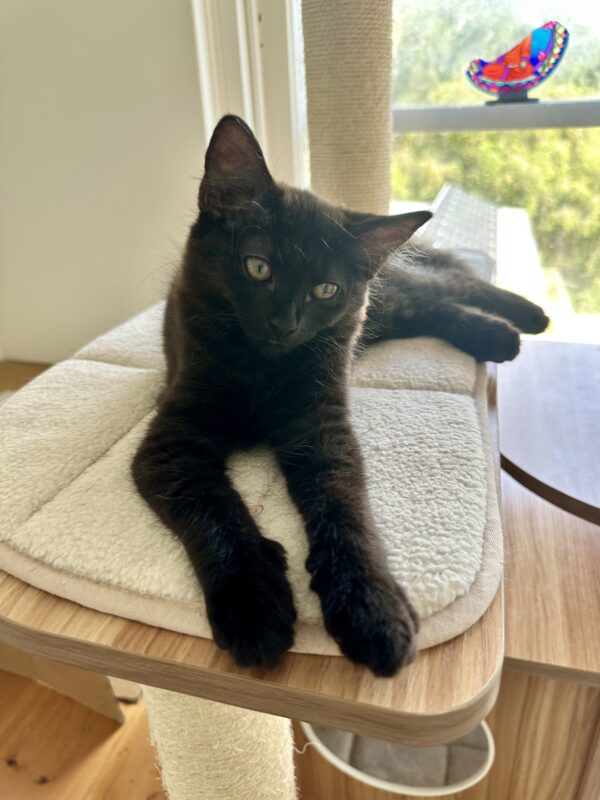 Cricket - Playful and Cuddly