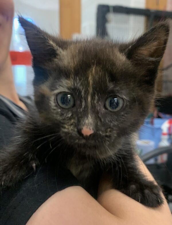 Cute as a - Button