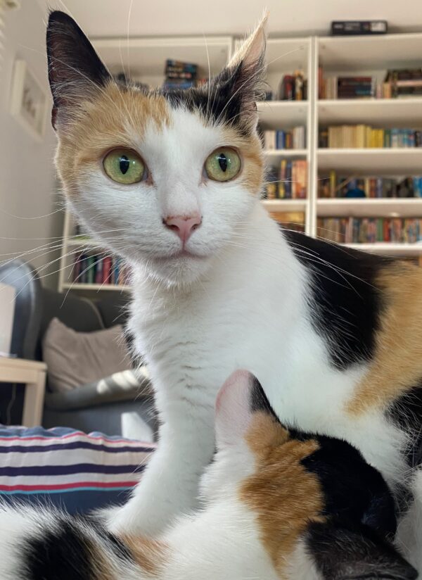 Cassie - Gentle Lap Cat