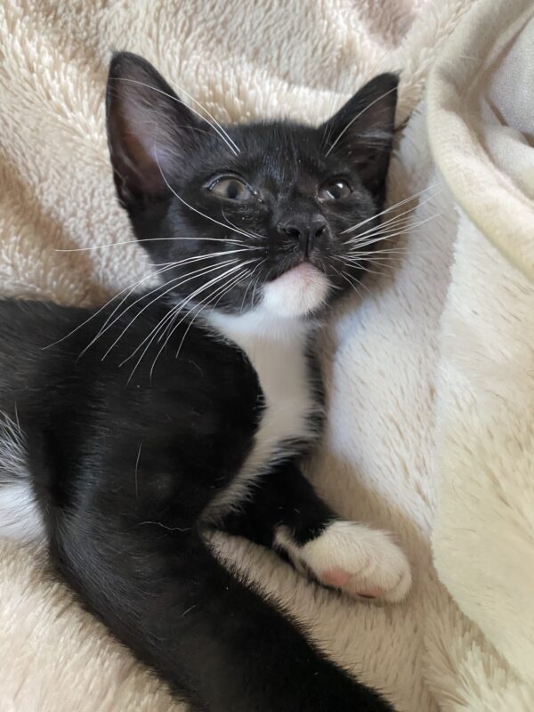 Berkshire - Snuggly Little Guy - Image 2